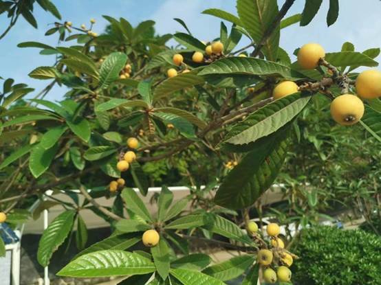 農(nóng)療康復(fù)身心健，共賞枇杷一樹(shù)金——邵陽(yáng)縣特別教育黌舍成功舉辦枇杷文化節(jié)