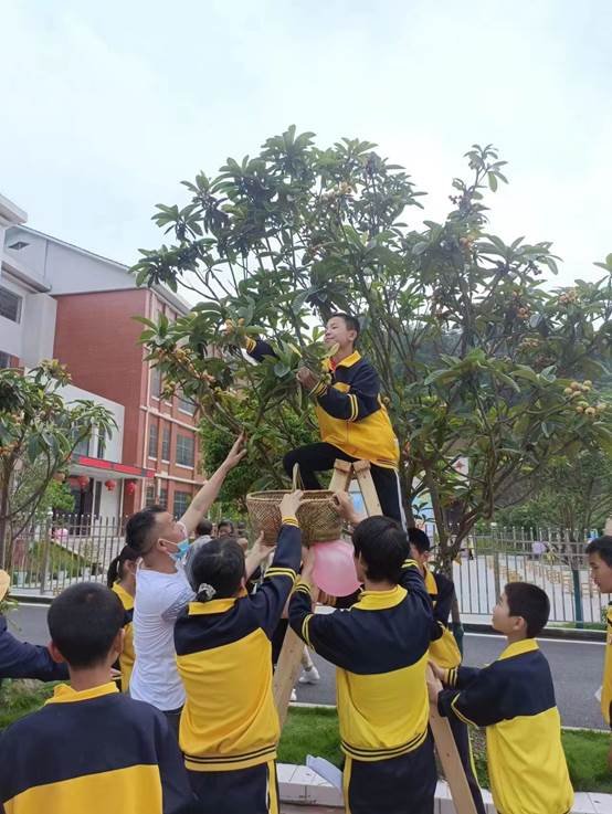 農(nóng)療康復(fù)身心健，共賞枇杷一樹(shù)金——邵陽(yáng)縣特別教育黌舍成功舉辦枇杷文化節(jié)