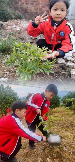新寧縣清江橋鄉(xiāng)中間小學開展植樹節(jié)運動