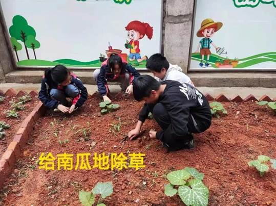 勞動教育第2期校園童耕場圃勞作記║觀察蔬菜生長 學習耕種技術(shù)