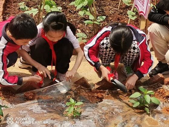 勞動教育第2期校園童耕場圃勞作記║觀察蔬菜生長 學習耕種技術(shù)